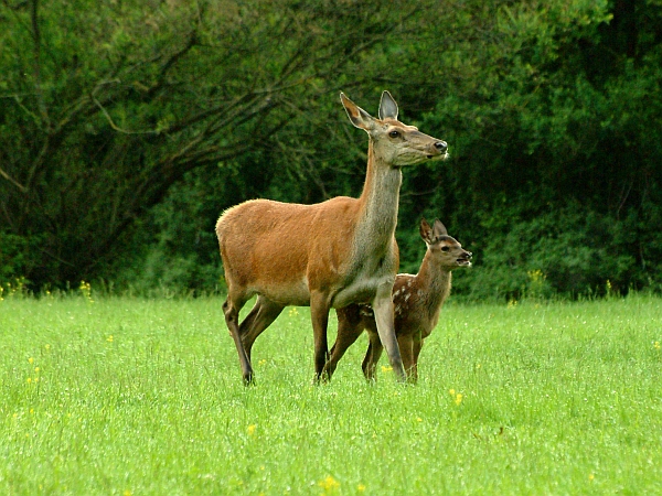 PASSIONE PER IL CERVO
